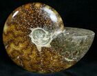 Cleoniceras Ammonite Fossil - Madagascar #7356-2